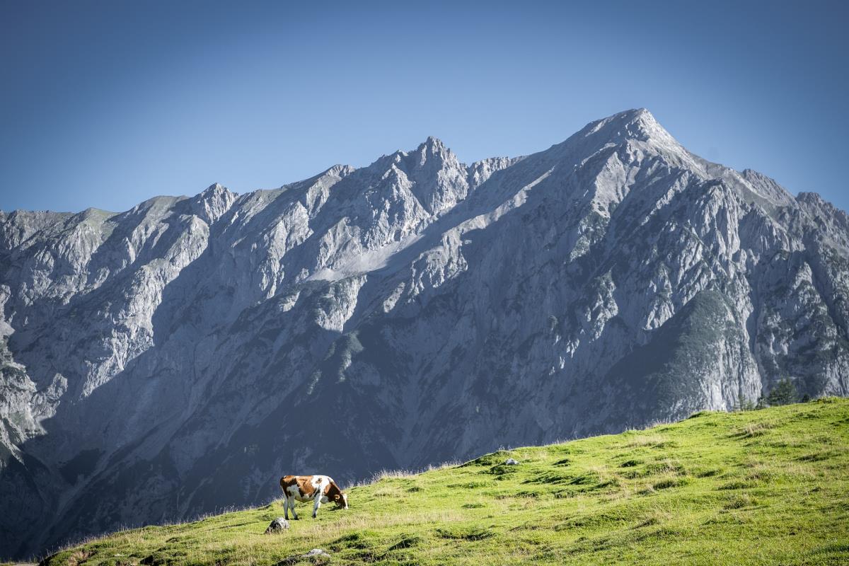 Pferdeheimat am Karwendel