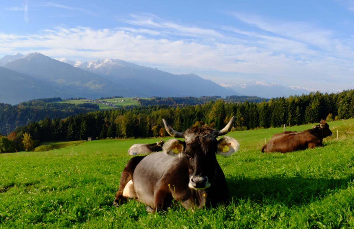 Waldhüttl am Karwendelgebirge